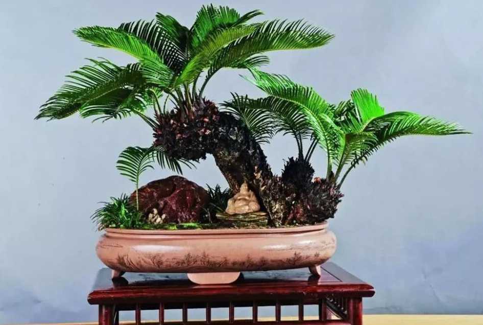 苏铁小盆景