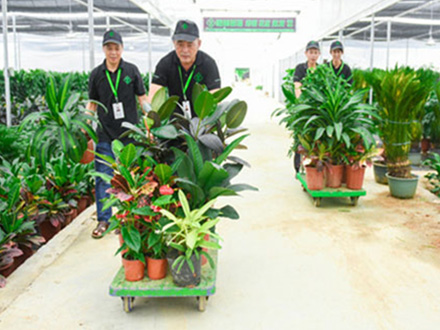 植物到家