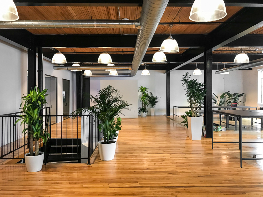 办公大厅绿植租摆