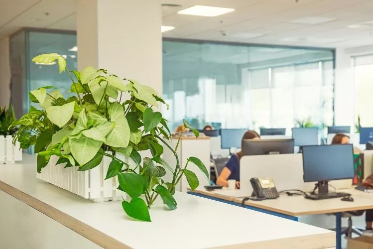 办公室植物租赁