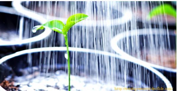 观叶植物在绿植租赁中的2点重要养护技巧
